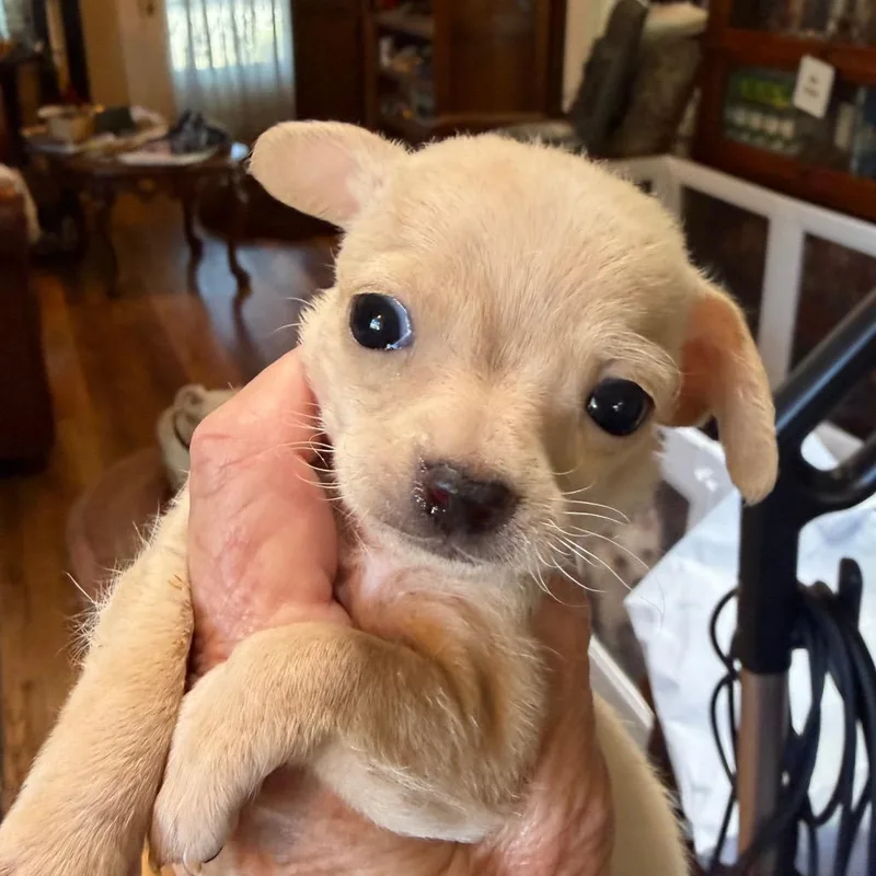 A baby small-sized male Yellow / Tan / Blond / Fawn Chihuahua dog named Robbie for adoption in Sacramento, CA