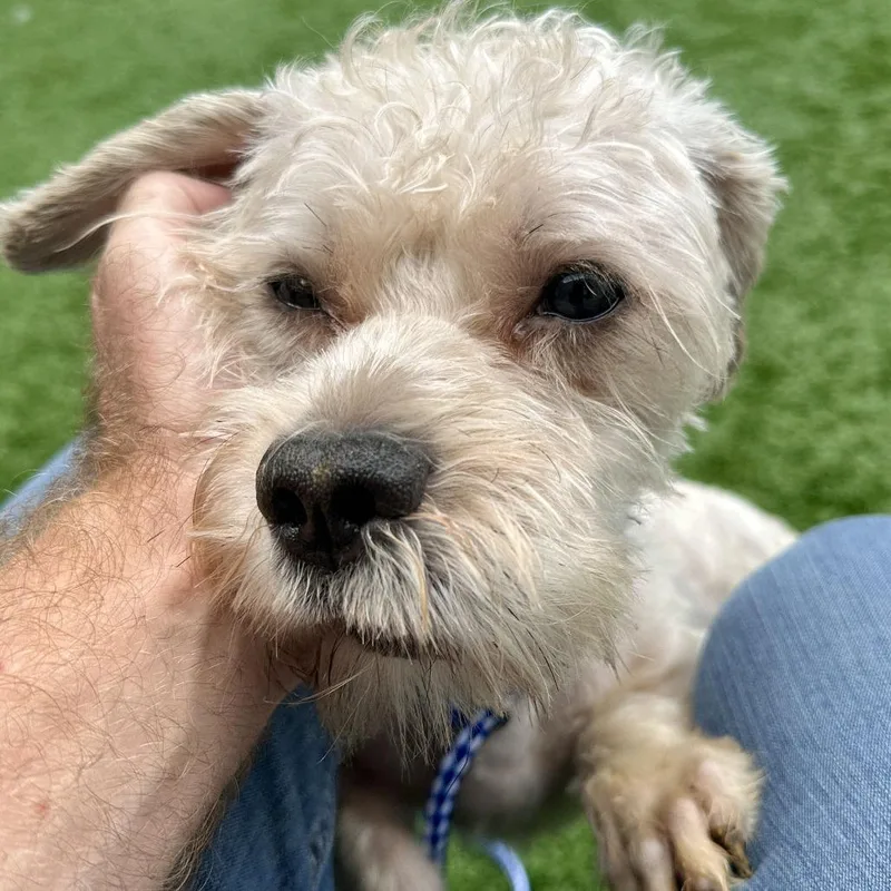 An adult medium-sized male White / Cream Mixed Breed dog named Teddy for adoption in Matteson, IL