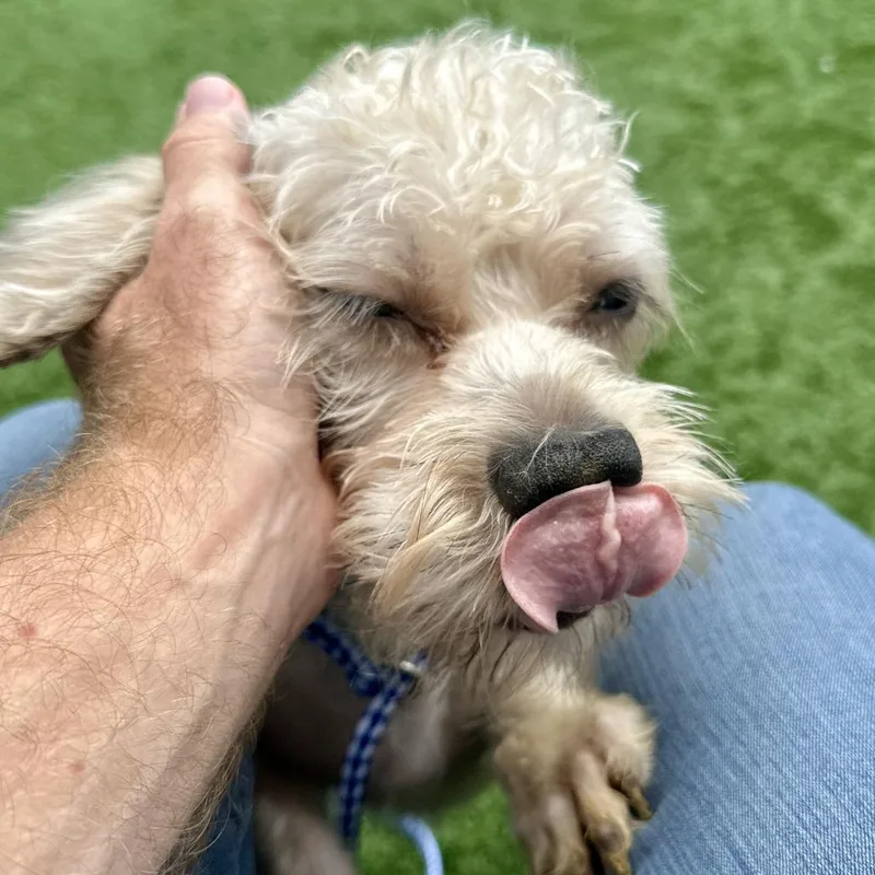 Teddy thumbnail 3