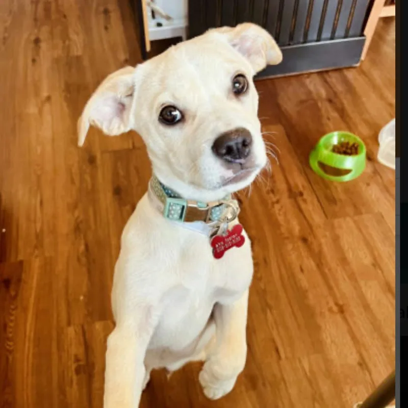 A baby large-sized male White / Cream Mixed Breed dog named Donahue for adoption in Springboro, OH