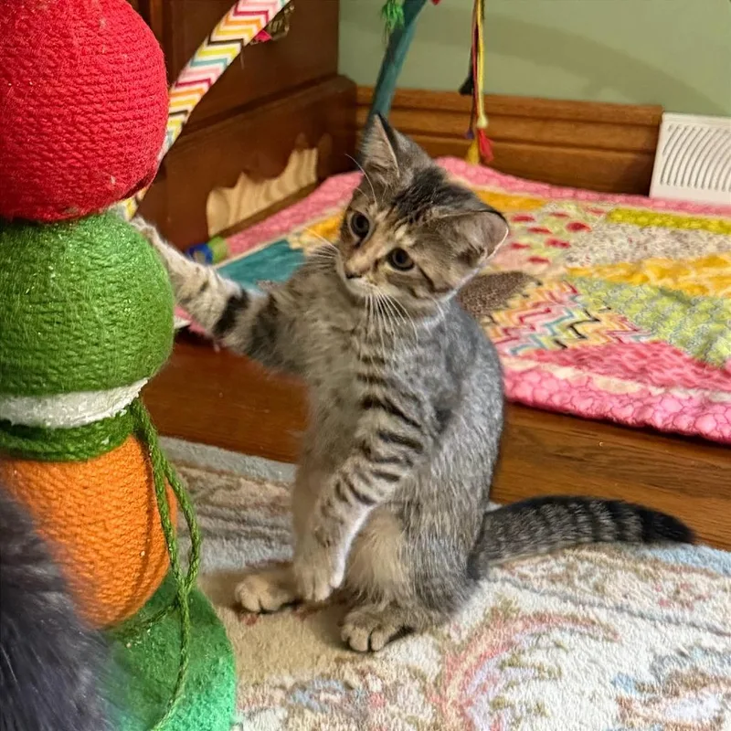 A baby small-sized female Calico Domestic Short Hair cat named Honey for adoption in Gibsonia, PA
