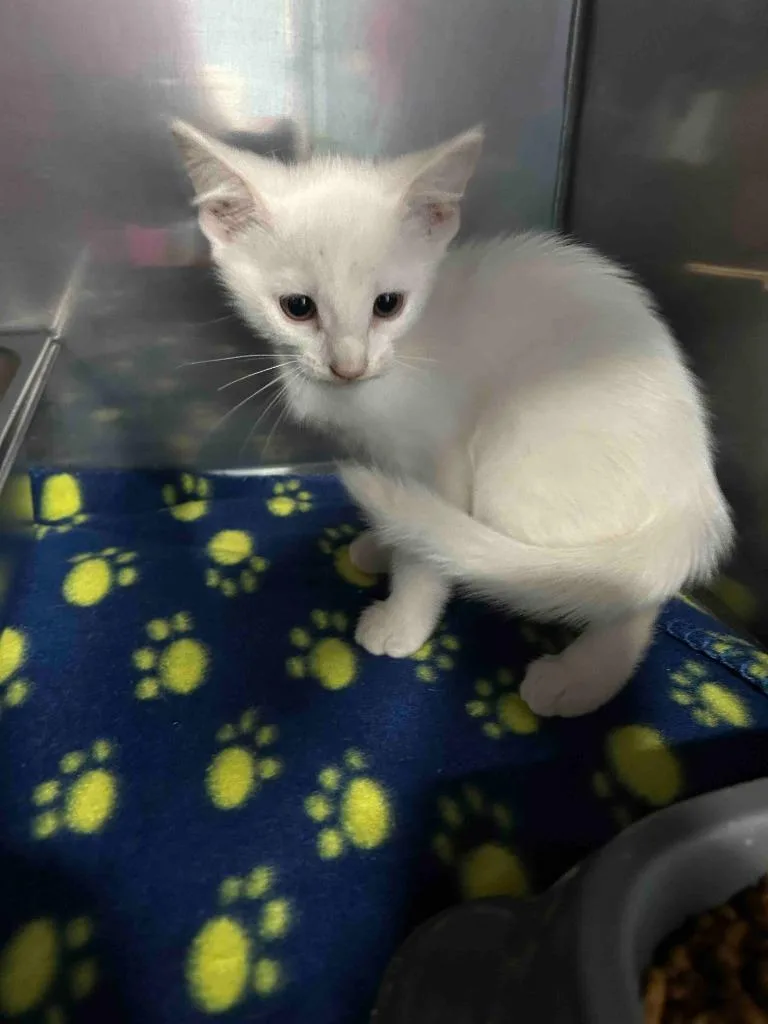 A baby small-sized female American Shorthair cat named Molly for adoption in Glen Rose, TX