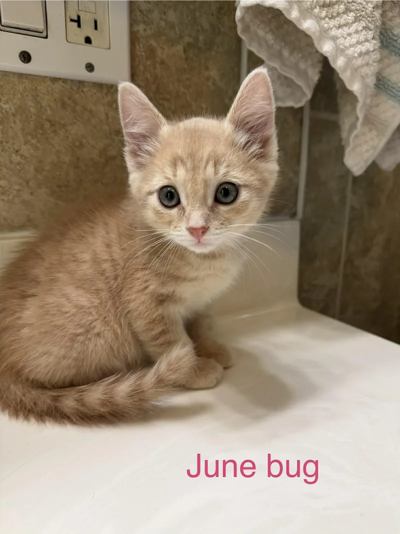 A baby medium-sized female Buff / Tan / Fawn Domestic Short Hair cat named June bug for adoption in Reeseville, WI