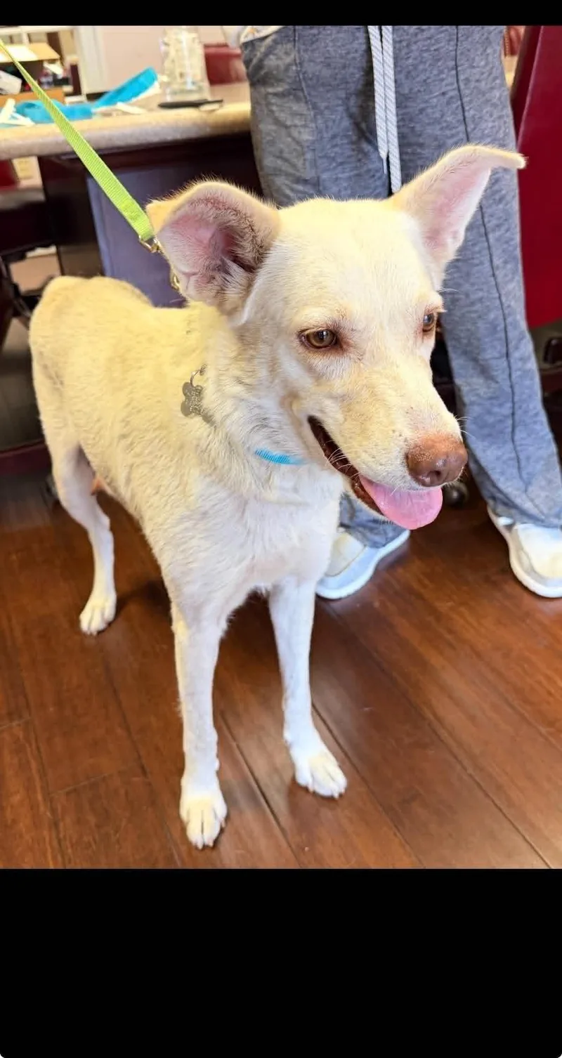 An adult medium-sized female Husky dog named Carly Carly Simon for adoption in Holly Springs, NC
