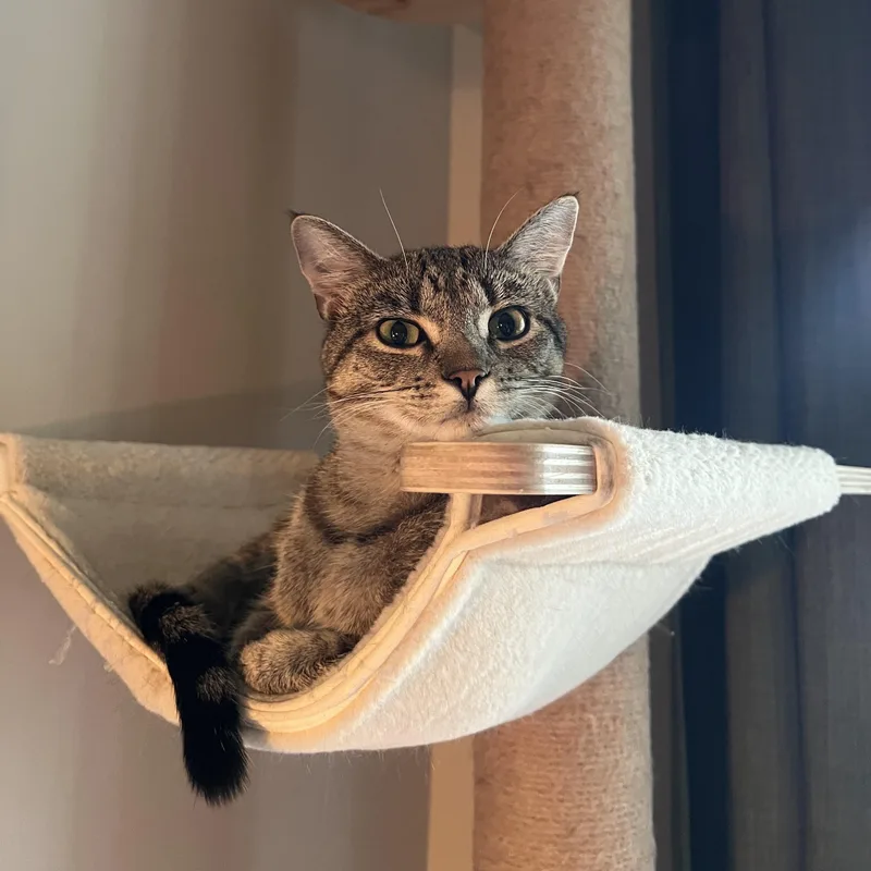 Sriracha thumbnail 3