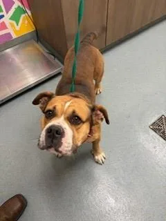 An adult medium-sized male American Bulldog dog named Chunk for adoption in Baytown, TX