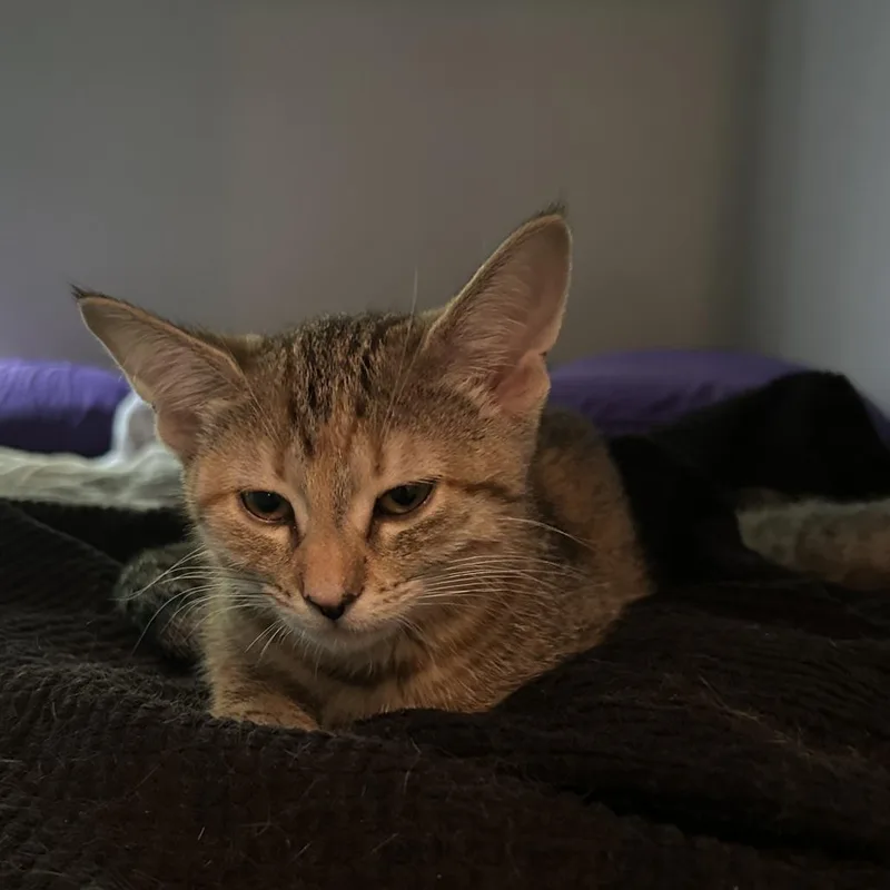 A baby small-sized female Brown / Chocolate Domestic Short Hair cat named Carol for adoption in Chicago, IL