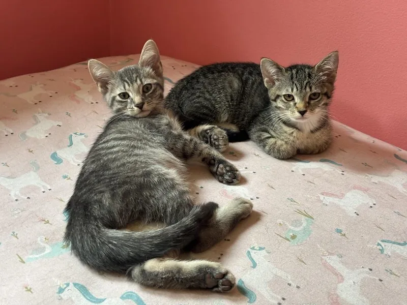 A baby small-sized female Domestic Short Hair cat named Cosette for adoption in Plymouth, MI
