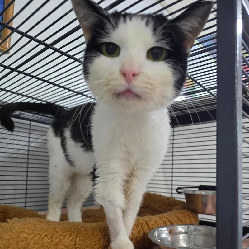 An adult medium-sized female White Domestic Medium Hair cat named Mary Jane for adoption in Marble, NC