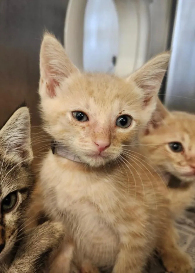 A baby small-sized male Domestic Short Hair cat named Noodles for adoption in Houston, TX