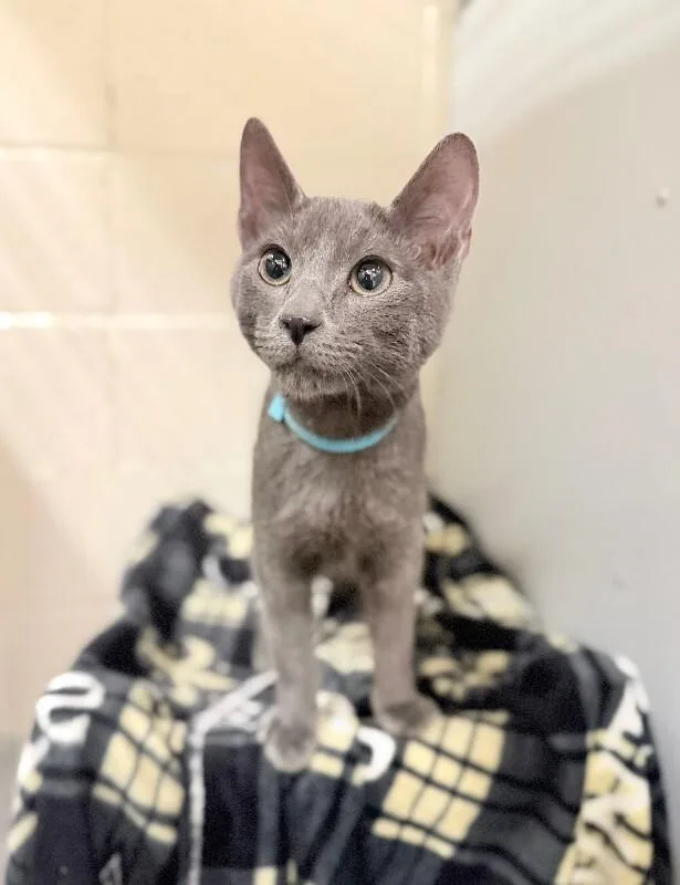 A young medium-sized male Domestic Short Hair cat named Charlie Swan for adoption in Fruit Heights, UT