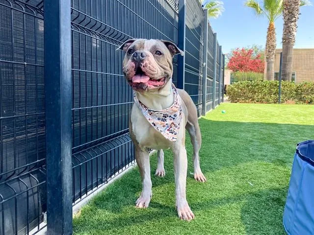 An adult large-sized male Pit Bull Terrier dog named Cucumber for adoption in Tustin, CA