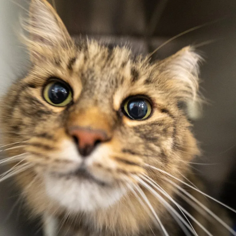 A senior large-sized male Domestic Medium Hair cat named Jasper Working Cat for adoption in Abingdon, MD