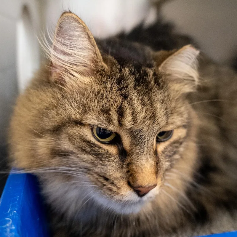 Jasper  Working Cat thumbnail 2