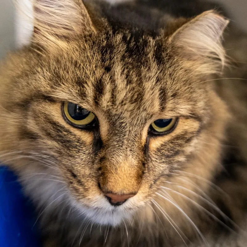 Jasper  Working Cat thumbnail 4
