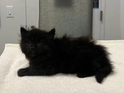 A baby small-sized female Black Domestic Long Hair cat named Brewer for adoption in Kansas City, MO