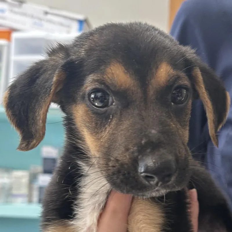 A young medium-sized female Black Hound dog named Dixie for adoption in Jacksonville, AR