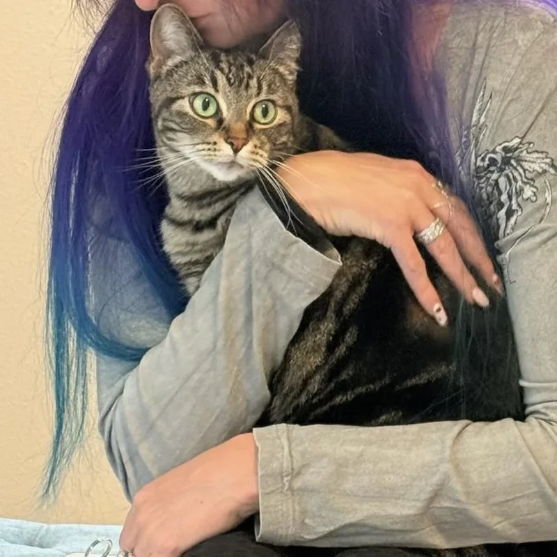 An adult medium-sized female Tabby (Brown / Chocolate) Domestic Short Hair cat named Pibbs for adoption in Gladstone, OR