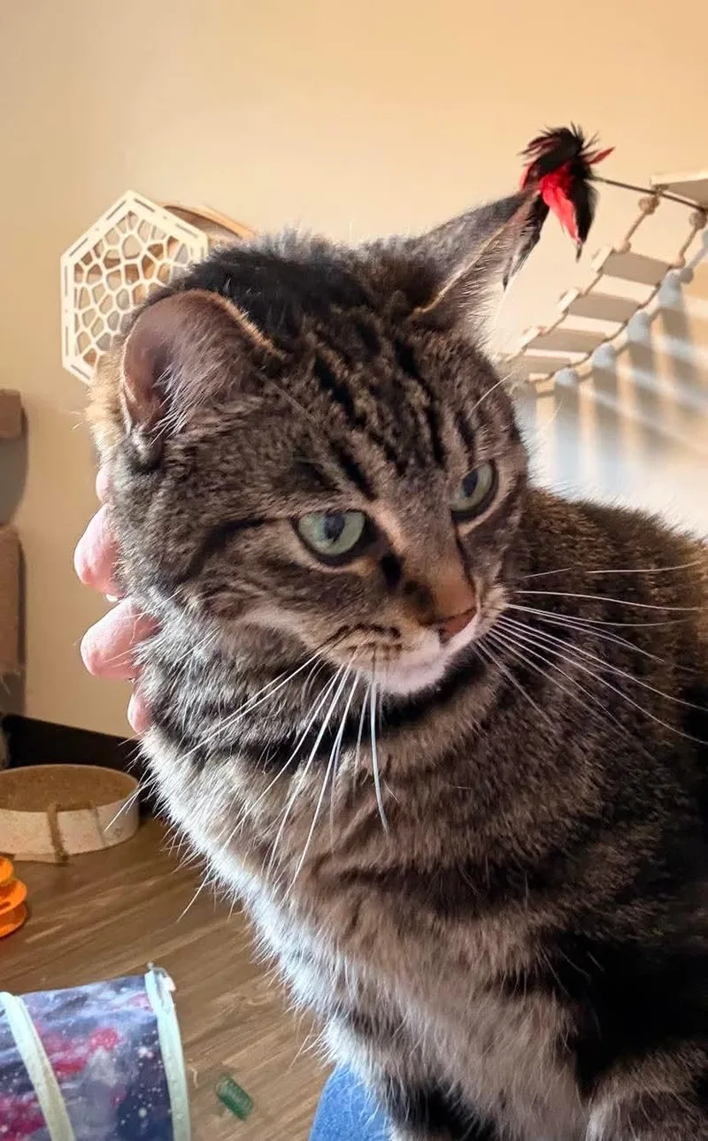 Pibbs thumbnail 5