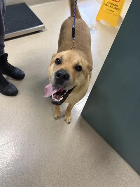 A young large-sized male Mastiff dog named Tank for adoption in Newton, NC