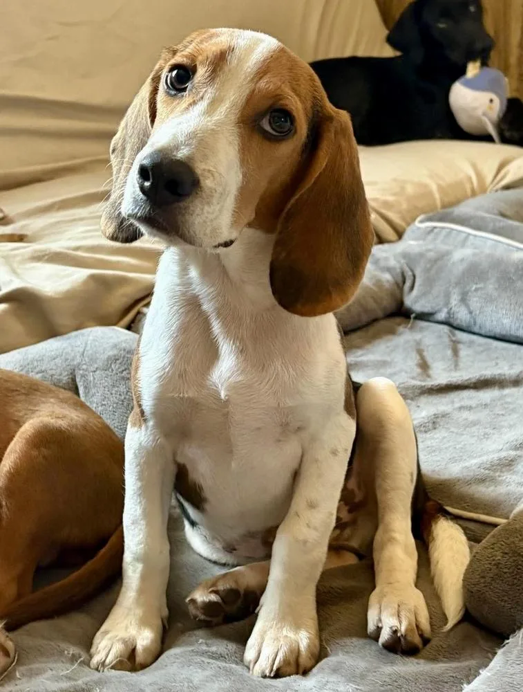 A baby medium-sized male Beagle dog named Oscar for adoption in Shawnee, OK