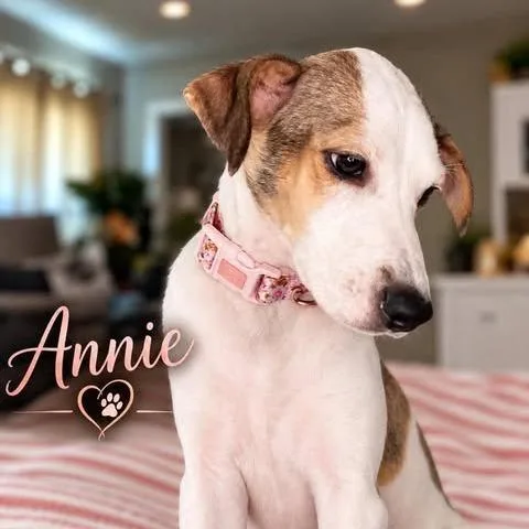 An adult small-sized female Mixed Breed dog named Annie for adoption in Dover, AR