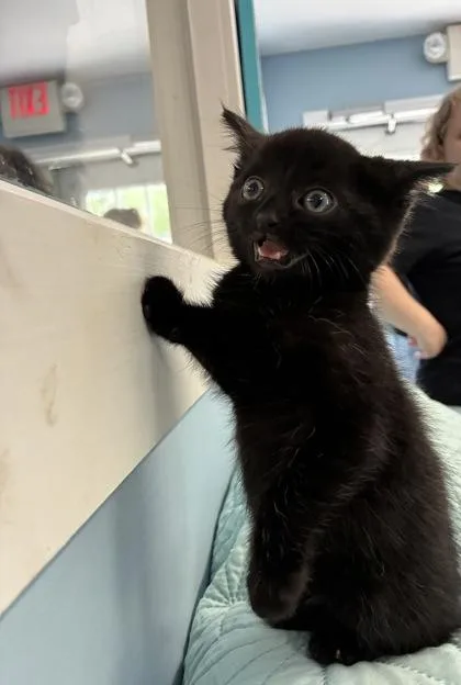 A baby small-sized male Domestic Short Hair cat named Mercury for adoption in Bloomsburg, PA