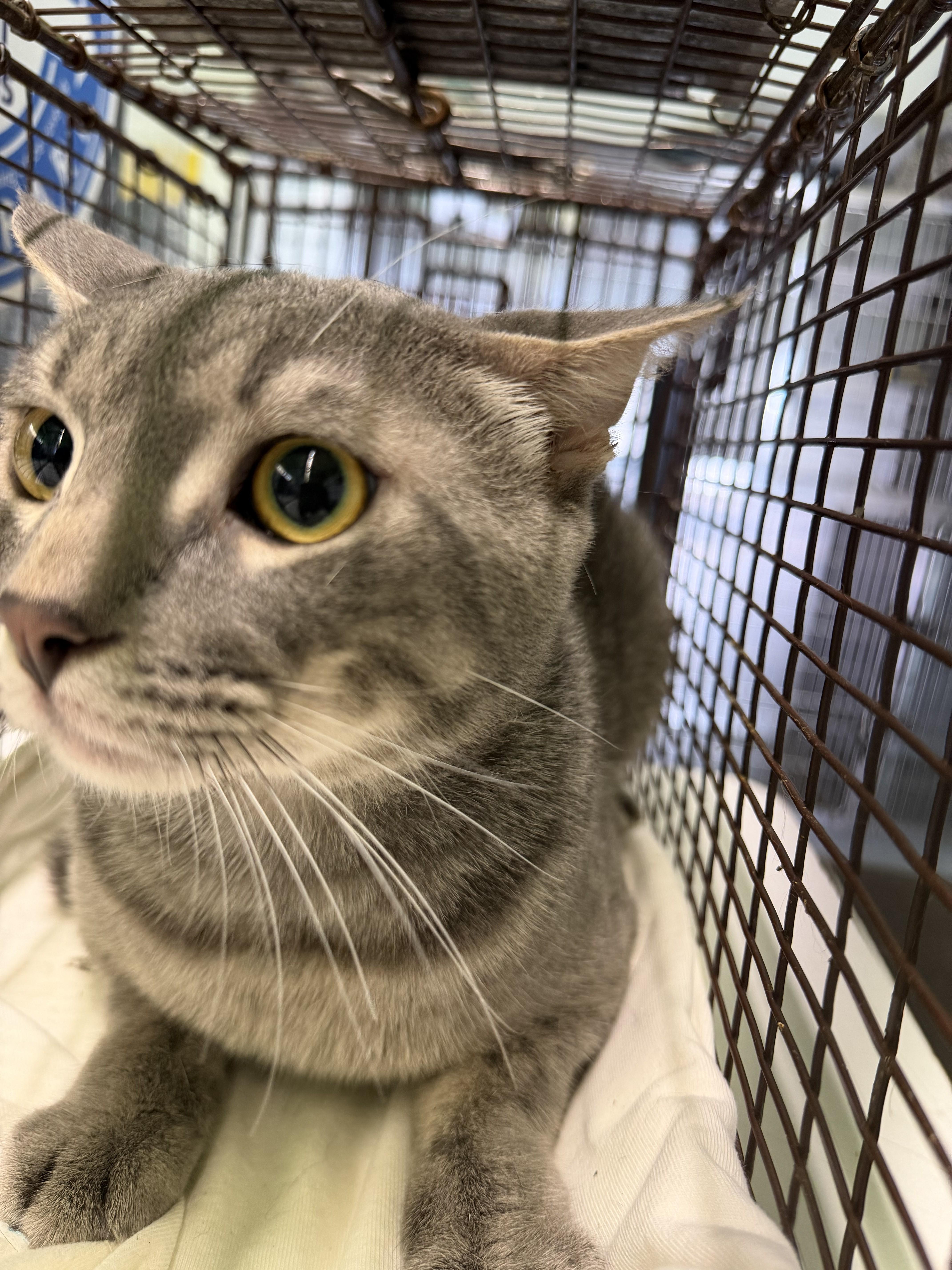 A young medium-sized male Domestic Short Hair cat named Poppy for adoption in Los Angeles, CA