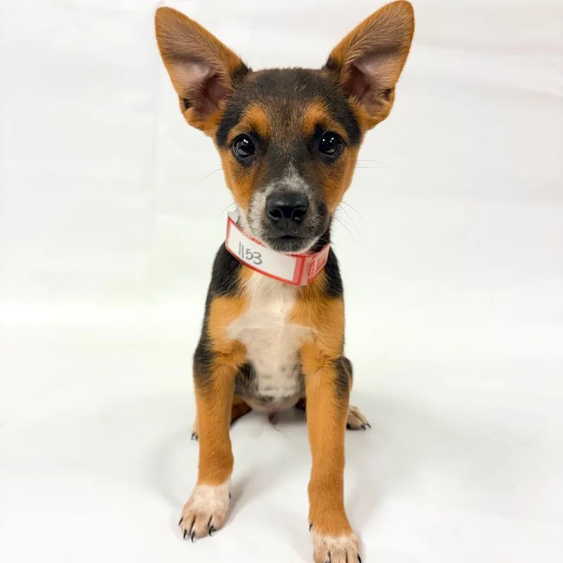 A baby small-sized male Australian Shepherd dog named Raccoon for adoption in Parker, CO