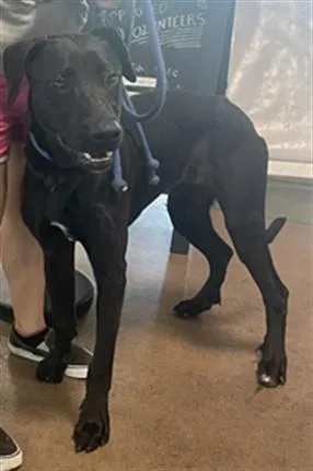 A young large-sized male Labrador Retriever dog named Blackie for adoption in Van Nuys, CA