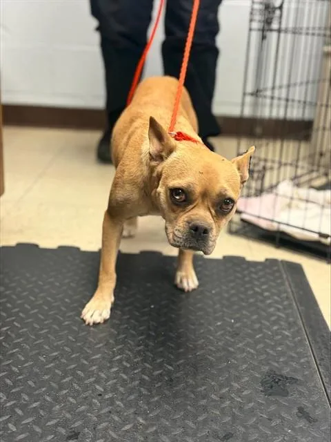 A young large-sized female Terrier dog named Carrie for adoption in Stockton, CA