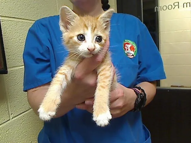 A baby medium-sized male Domestic Short Hair cat named Carpenter Bee for adoption in Cookeville, TN
