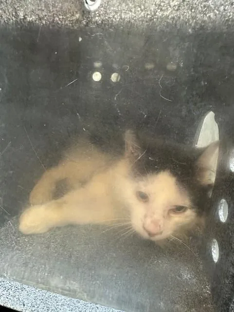 A young large-sized male Domestic Medium Hair cat named Frank for adoption in Rome, GA