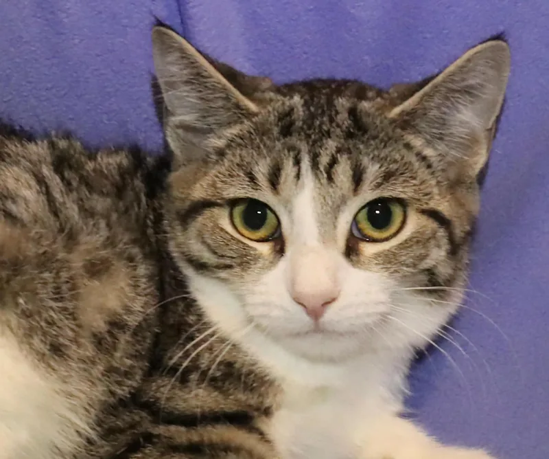 A baby medium-sized female Tabby cat named Tanya for adoption in Euclid, OH