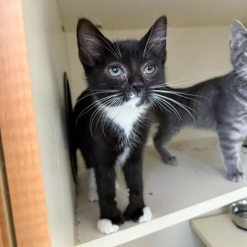 A baby small-sized female Black Domestic Short Hair cat named Serena for adoption in Wilmington, DE