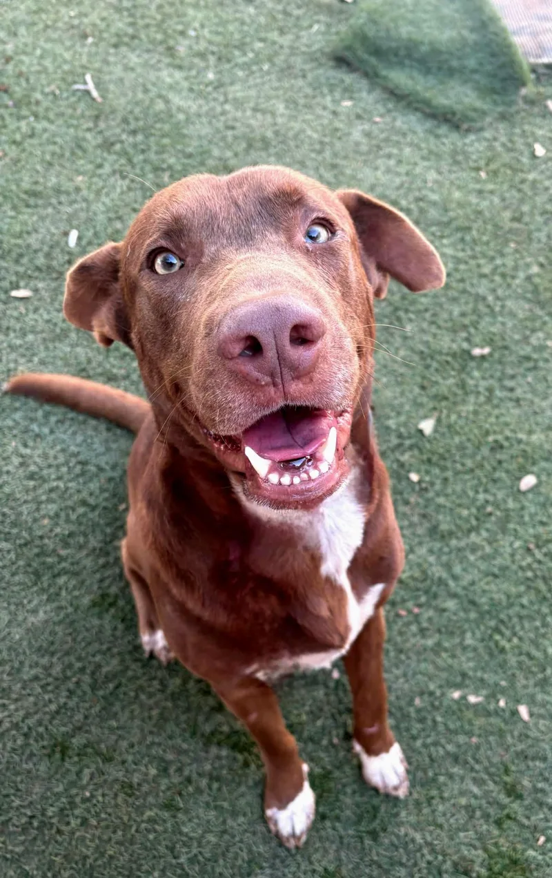 An adult large-sized male Brown / Chocolate Chocolate Labrador Retriever dog named Theo for adoption in Gregory, TX