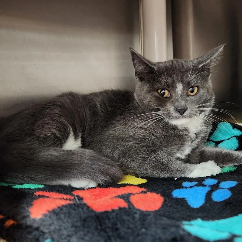 A baby small-sized male Gray / Blue / Silver Domestic Short Hair cat named Tyson for adoption in Grand Rapids, MI