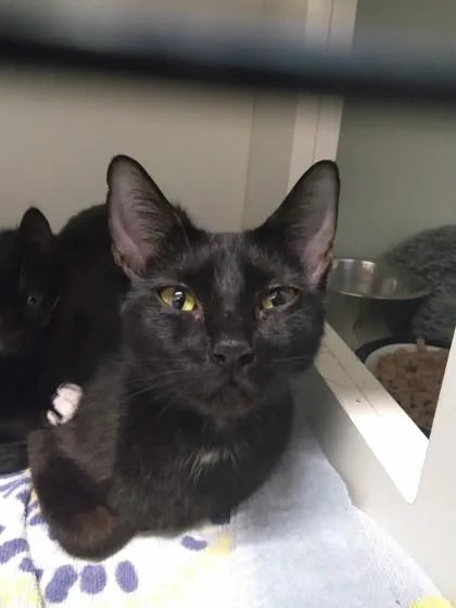 A young small-sized female Domestic Short Hair cat named Mary Shelley for adoption in Palm Coast, FL