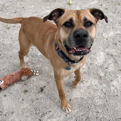 An adult large-sized male Mastiff dog named Bubbles for adoption in Wheaton, IL