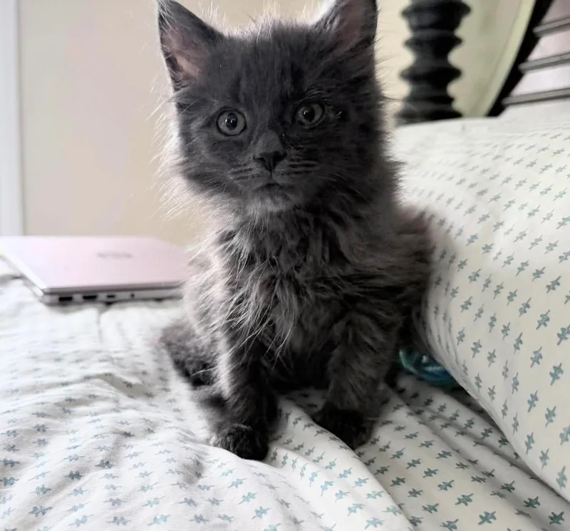 Nala