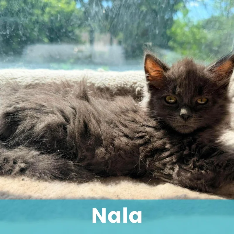 Nala thumbnail 4