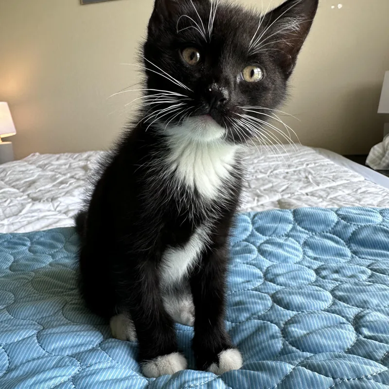 A baby large-sized male Black & White / Tuxedo Domestic Short Hair cat named Benny for adoption in White Lake, MI