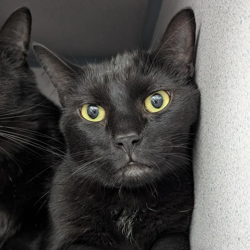 An adult small-sized male Black Domestic Short Hair cat named Nori for adoption in Evansville, IN