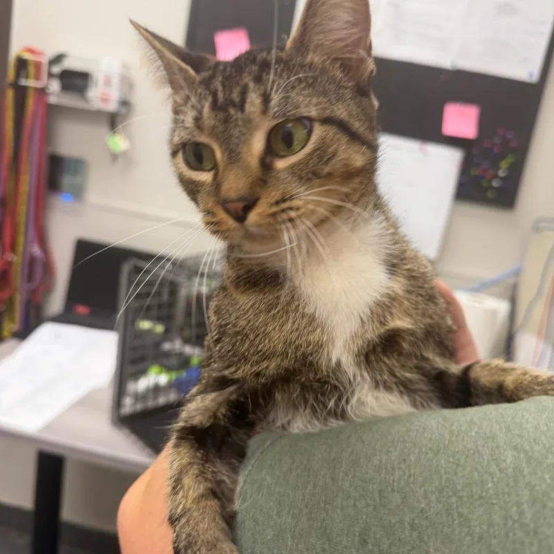 A young medium-sized male Domestic Short Hair cat named Nirei for adoption in Columbiana, AL