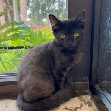 A baby small-sized female Black Domestic Short Hair cat named Whitney for adoption in West Palm Beach, FL