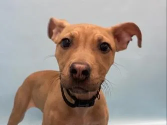 A young medium-sized female Pit Bull Terrier dog named Sally for adoption in Golden Valley, MN