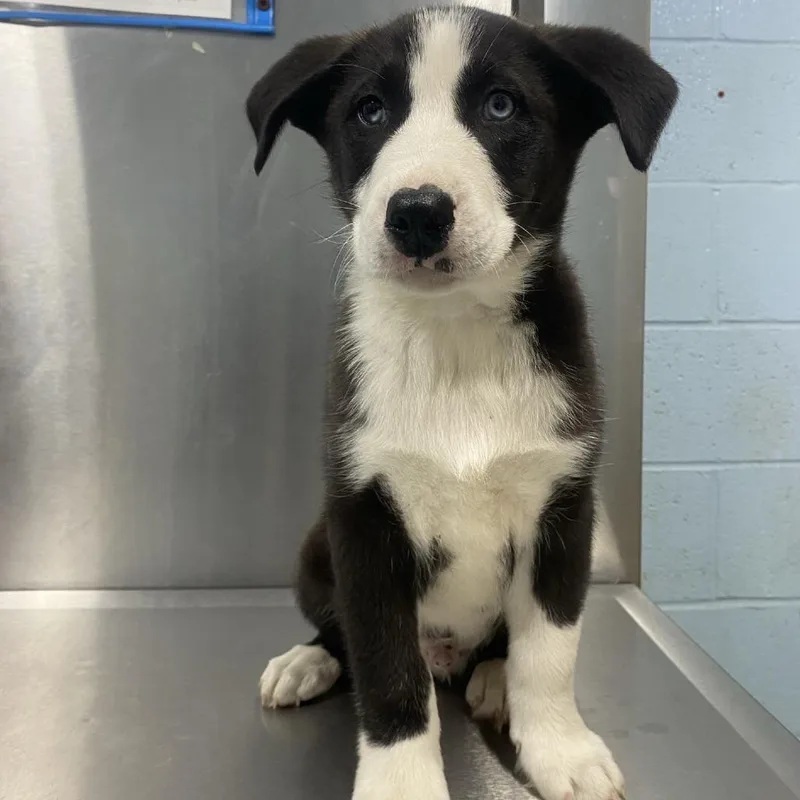 A young medium-sized male Black Shepherd dog named Panda for adoption in Orangeburg, SC
