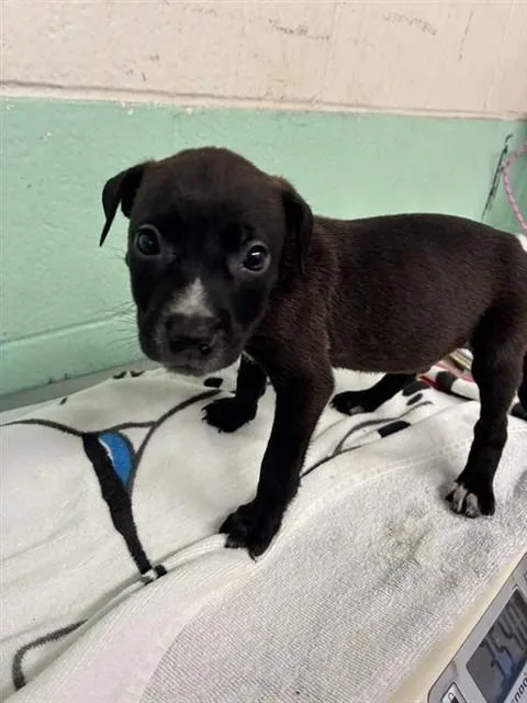A baby small-sized male Pit Bull Terrier dog named Don Carlow for adoption in Sacramento, CA