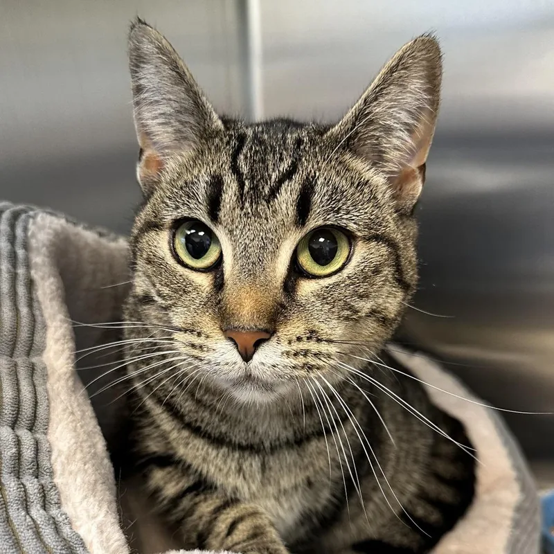 An adult medium-sized female Brown / Chocolate Domestic Short Hair cat named Checkers for adoption in Washington Township, OH