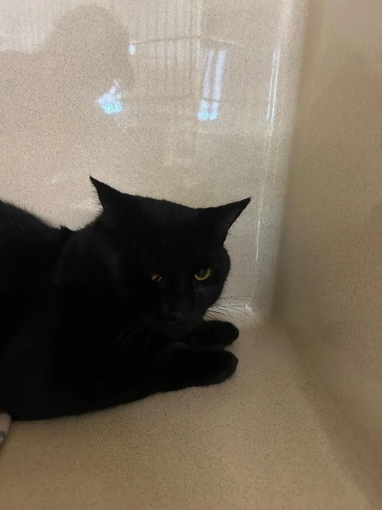 A young medium-sized male Domestic Short Hair cat named Cole for adoption in Gautier, MS